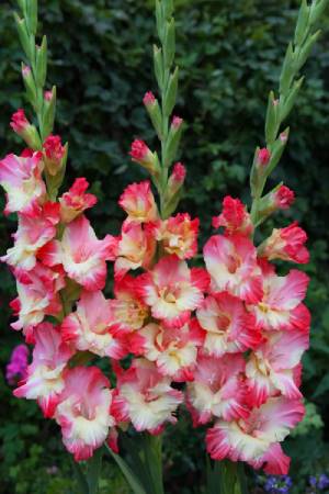 Гладиолус Крупноцветковый Жирона (12/14) 5 шт
