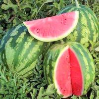 Арбуз Ажур Свит F1 0,5г