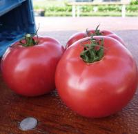 Sakata Фермерская Томат Пинк Буш F1 1000 шт