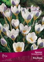 Крокус Ботанический Блу Берд (белый, снаружи сиреневый, 10шт, 5/+) 756072