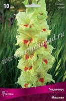 Гладиолус Крупноцветковый Машиал (10/12) 10 шт