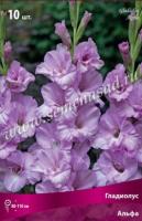 Гладиолус Крупноцветковый Альфа (10/12) 10 шт