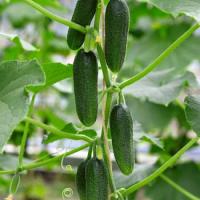 Enza Zaden Фермерская Огурец Бьерн F1 500 шт