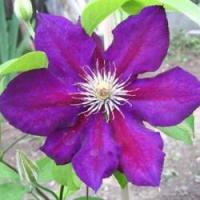 Клематис (капер) Юлька