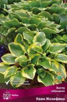 Хоста гибридная Квин Жозефина (I) 1 шт