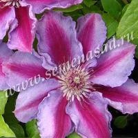 Клематис (капер) Тюдор