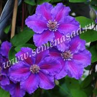 Клематис (капер) Ашва