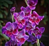 Гладиолус Крупноцветковые Старфайтер (12/14) 5 шт