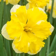 Нарцисс Банановый ликер 10/12 (3шт) 114175