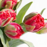 Тюльпан Махровый ранний Памплона (12+) 5 шт 