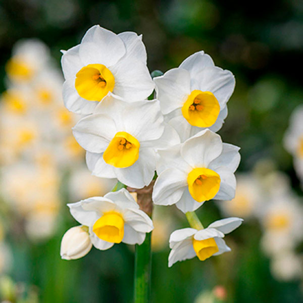 Нарцисс Тацеттовидный Минноу ( 5шт, 12/14) 833076