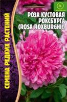 Роза кустовая Роксбурга 10шт  Роза кустовая Роксбурга 10шт
