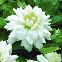 Клематис (капер) Дачес оф Эдинбург