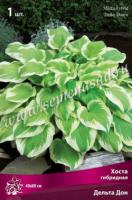 Хоста гибридная Дельта Дон (I) 1 шт 