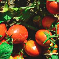 Seminis Фермерская Томат Яки F1 1000 шт