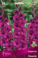 Гладиолус Крупноцветковый Пламтат (10/12) 10 шт