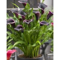 Калла Дубай Найтс (14/16) 1шт 