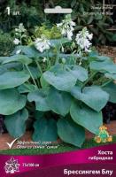 Хоста гибридная Брессингем Блу (I) 1 шт 