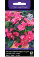 Поиск Комн. Бегония вечноцветущая зеленолистная Бада Бинг Роуз 15шт