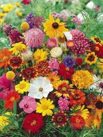 Аэлита Смесь цветов Цветущий забор 2г