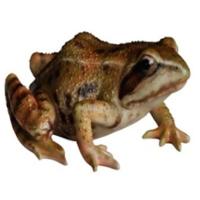 Фигура Жаба L15 W12H7,4см 626529/F584