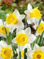 Нарцисс Трубчатый Корниш Кинг (белый с жёлтой коронкой, 5шт, 12/14) 756245