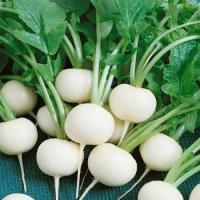 Гавриш Фермерская Дайкон Саша 10 гр 