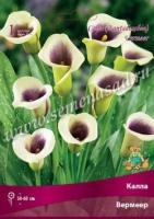 Калла Вермеер (14/16) 1шт