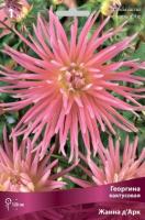 Георгина кактусовая Жанна д'Арк (I) 1 шт