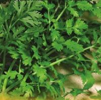 Сембат Пряность Кориандр Санто 20г XXXL