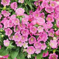 Поиск Колокольчик средний Розовый 0,1г