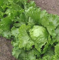 Сембат Салат Крупнокочанный 5г XXXL