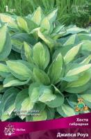 Хоста гибридная Джипси Роуз (I) 1 шт