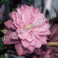 Клематис (капер) Протеус