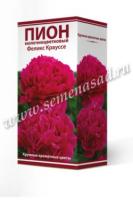 Пион молочноцветковый Феликс Крауссе (1шт,2-3) 843088