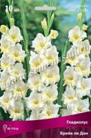 Гладиолус Крупноцветковый Брейк ов Дон (10/12) 10 шт