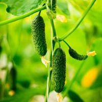 Seminis Фермерская Огурец СВ 4097 ЦВ F1 250 шт 