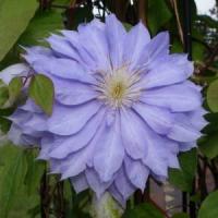 Клематис (капер) Дэннис Дабл