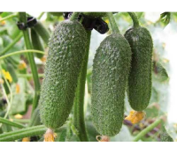 Rijk Zwaan Фермерская Огурец Трилоджи F1 100шт