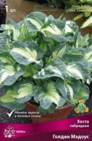 Хоста гибридная Голден Мэдоус (I) 1 шт 
