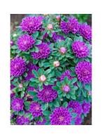 Гавриш Астра Трубадур лавандовый, однолетняя 0,05 г 