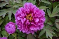 Пион древовидный Красные облака