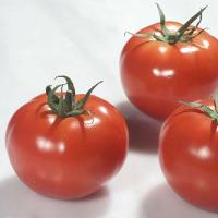 Enza Zaden Фермерская Томат Ралли F1 500 шт
