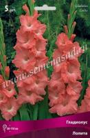 Гладиолус Крупноцветковый Лолита (12/14) 5 шт
