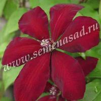 Клематис (капер) Вестерплатте