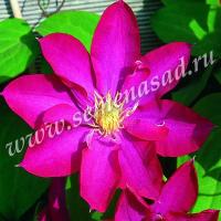 Клематис (капер) Какио