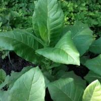 Табак курительный Остролист 316 0,02г Аэлита