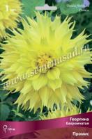 Георгина бахромчатая Промис (I) 1 шт 