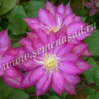 Клематис (капер) Асао