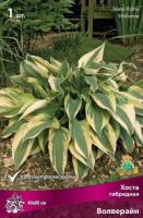 Хоста гибридная Волверайн (I) 1 шт 